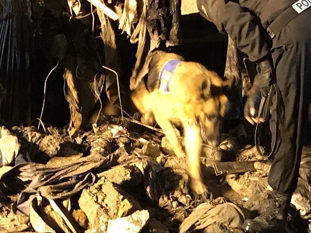 ورود سگ‌های زنده‌یاب تازه نفس به محل حادثه ساختمان پلاسکو