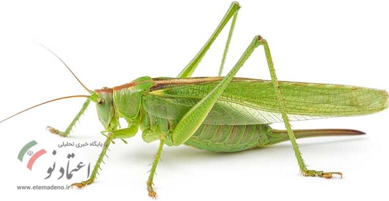 ملخ